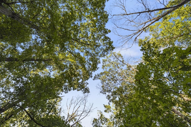 view of local wilderness