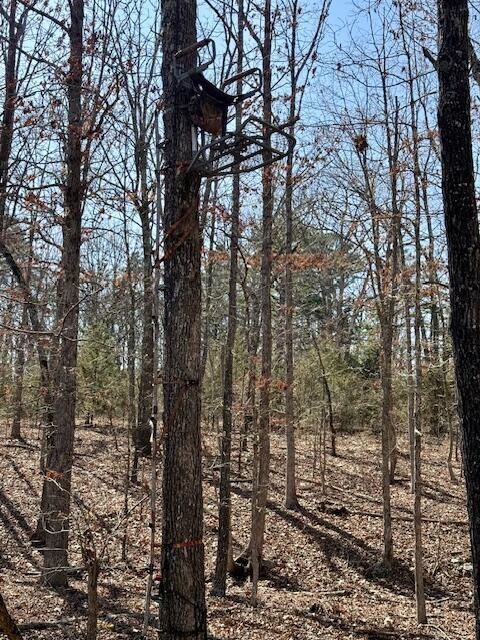 view of local wilderness