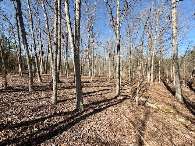 view of local wilderness