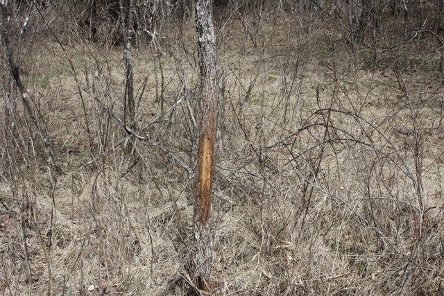 10729 Crk 451, Winona, MO 65588 - photo 7