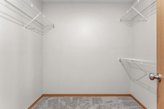 spacious closet featuring carpet flooring