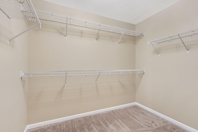 walk in closet with carpet flooring