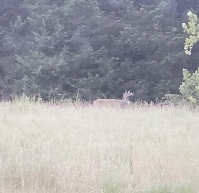 view of local wilderness