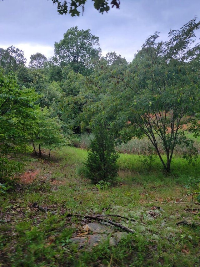 view of local wilderness with a wooded view