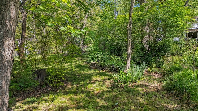 2505 Courtney Pl, West Plains, MO 65775 - view of woods