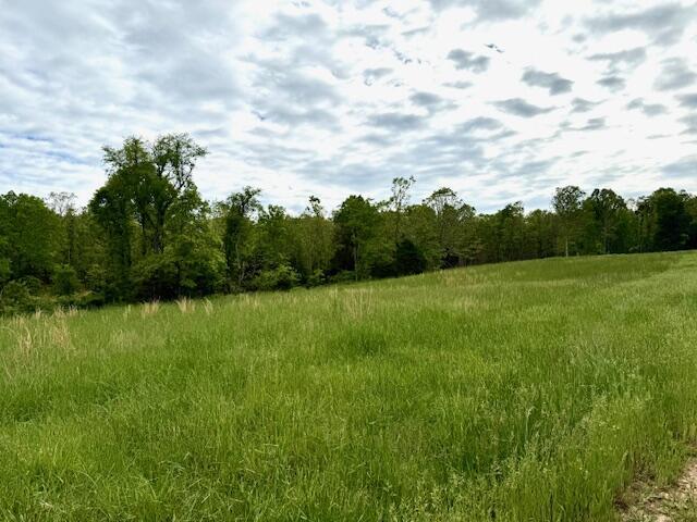 1005 County Road 3030, Mountain View, MO 65548 - view of wooded area