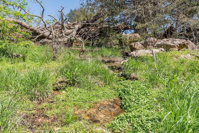 view of local wilderness