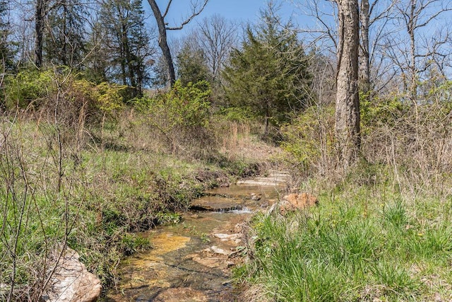 view of local wilderness