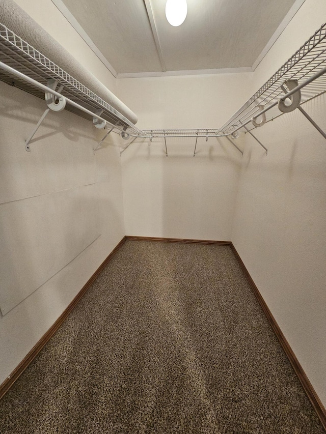 spacious closet featuring carpet floors