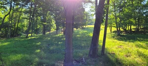 view of local wilderness