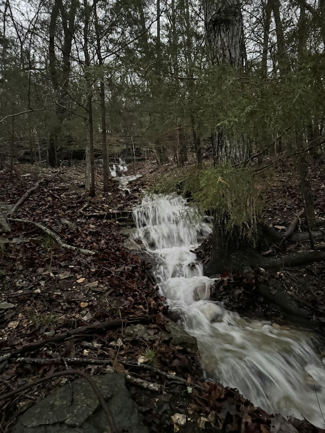 view of local wilderness