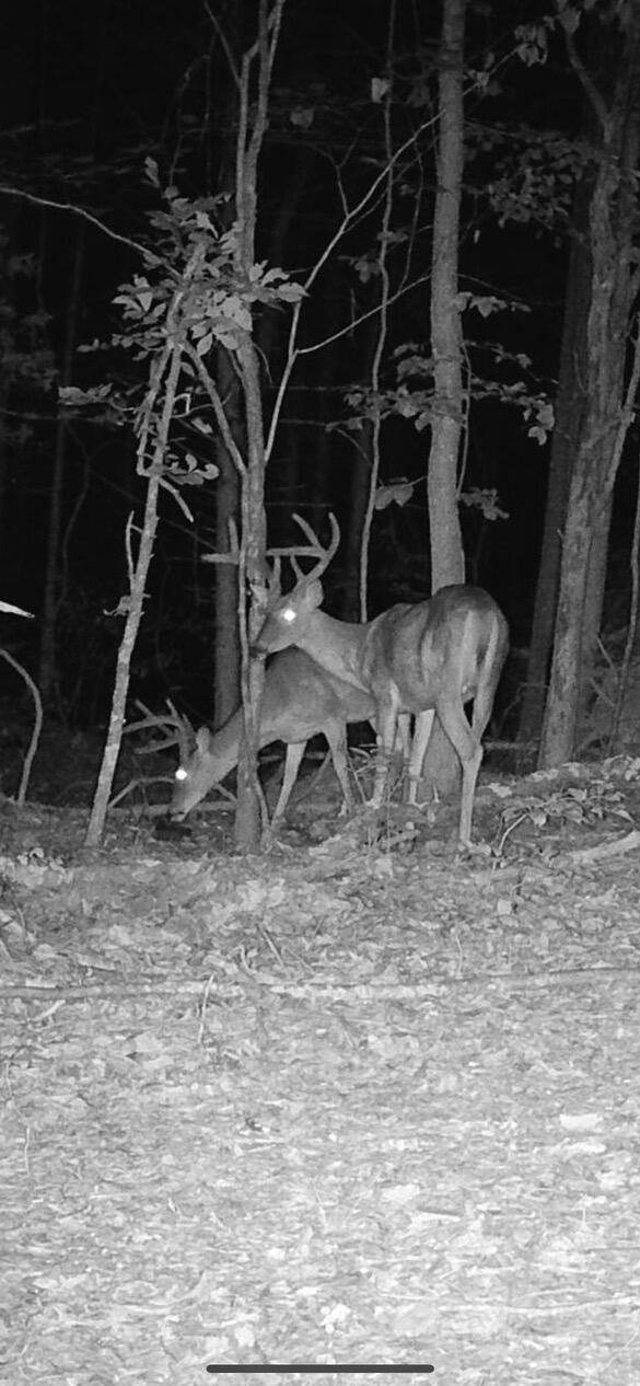 TRACT3B45 Rte 4, Squires, MO 65755