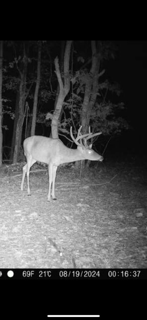 TRACT3B45 Rte 4, Squires, MO 65755