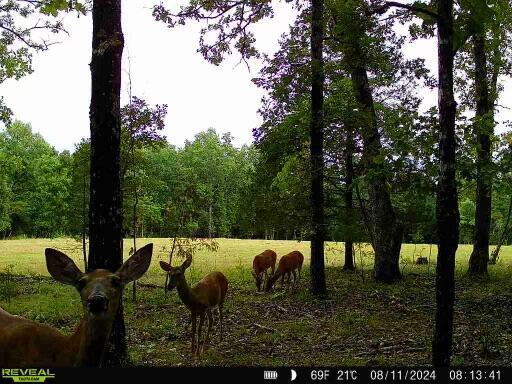 TRACT3B45 Rte 4, Squires, MO 65755