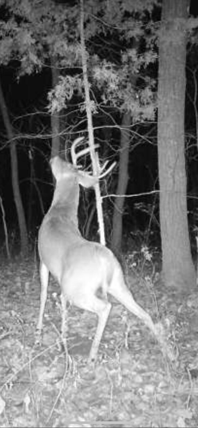 TRACT3B45 Rte 4, Squires, MO 65755