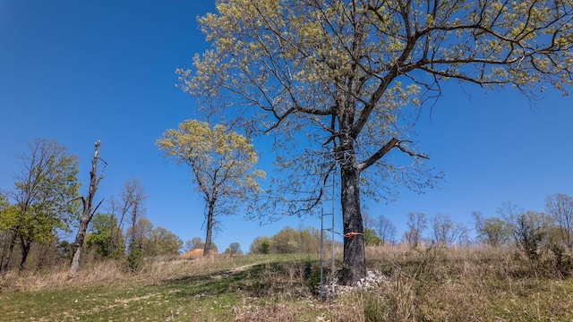 view of nature