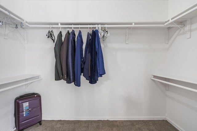 walk in closet featuring carpet flooring
