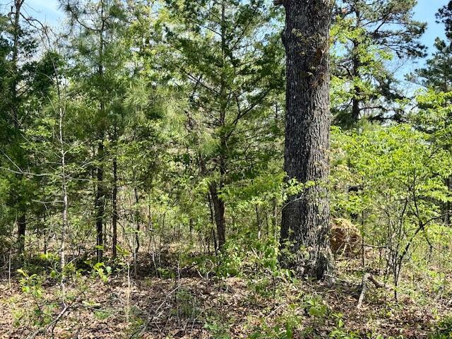 view of local wilderness with a wooded view