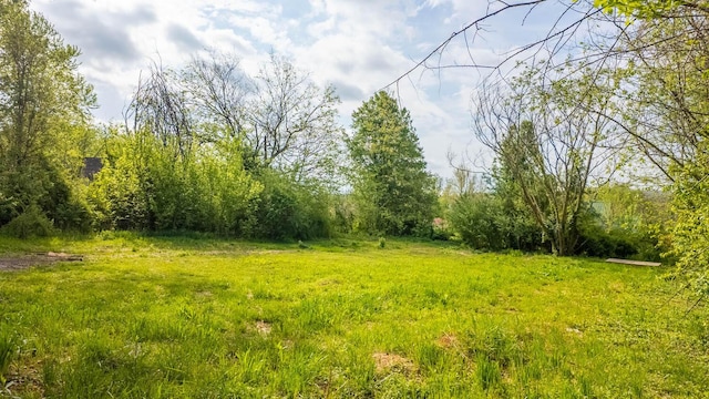 view of local wilderness