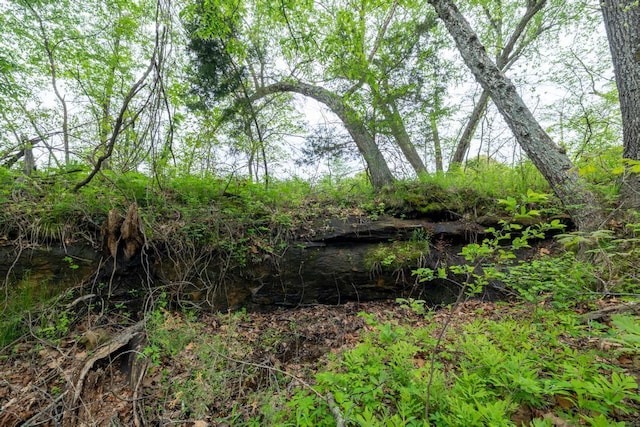 view of local wilderness