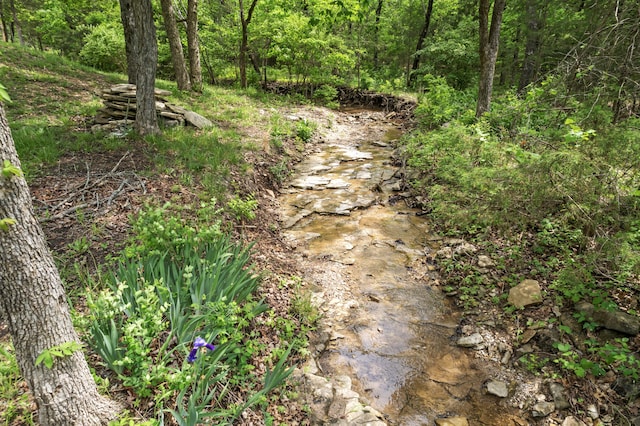 view of local wilderness