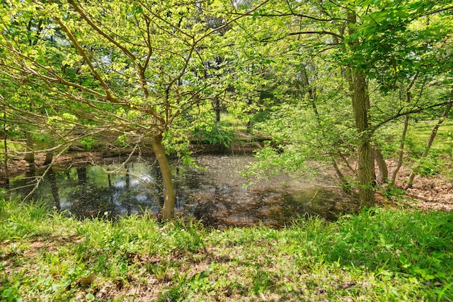 view of local wilderness
