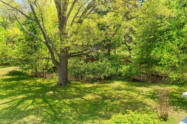 view of yard featuring a wooded view