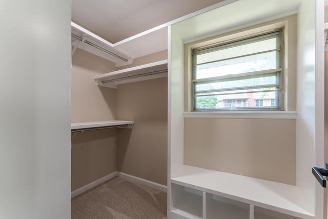 walk in closet with carpet floors