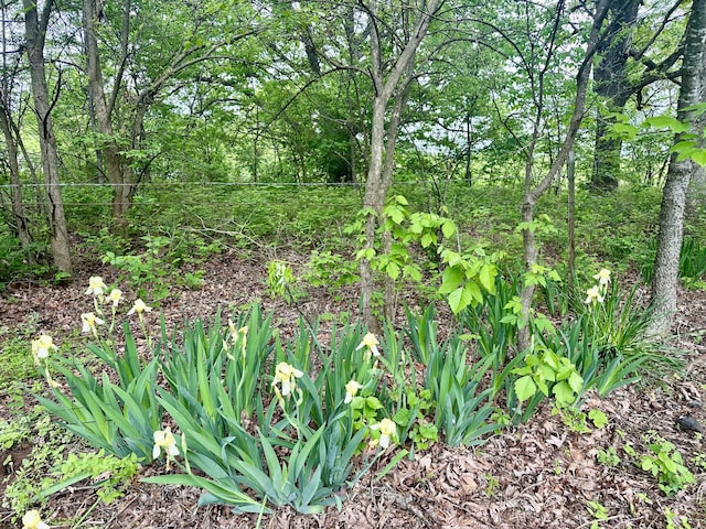 view of local wilderness