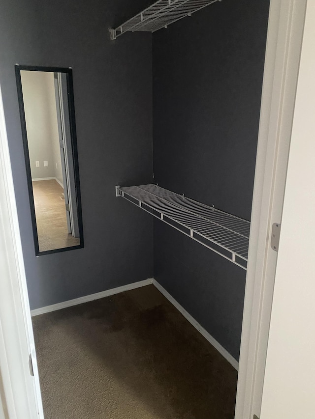 spacious closet featuring carpet floors