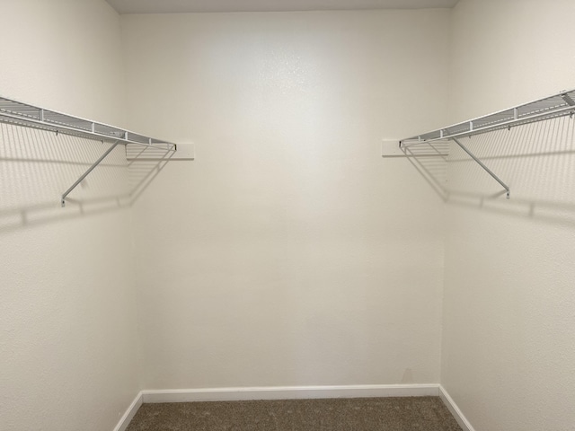 spacious closet featuring carpet flooring