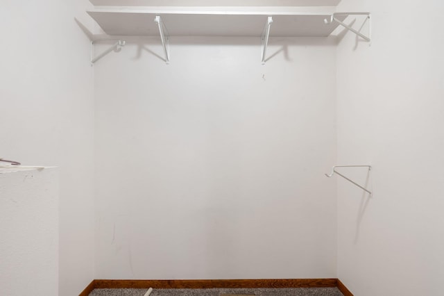 walk in closet with carpet floors