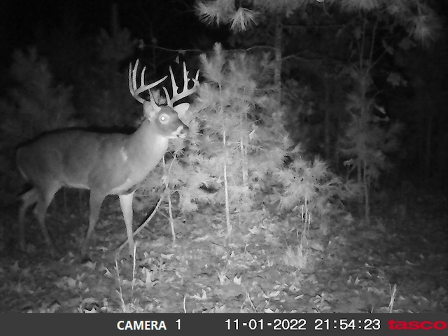 0000 County Road 3810, West Plains, MO 65775 - photo 124
