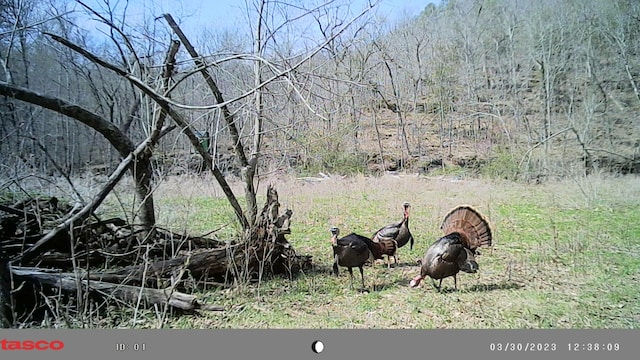 0000 County Road 3810, West Plains, MO 65775 - photo 130