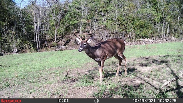 0000 County Road 3810, West Plains, MO 65775 - photo 129