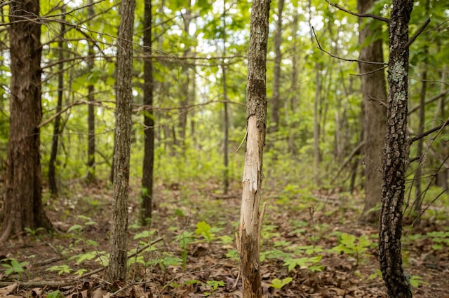 view of wooded area