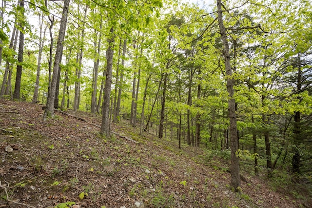 view of woods