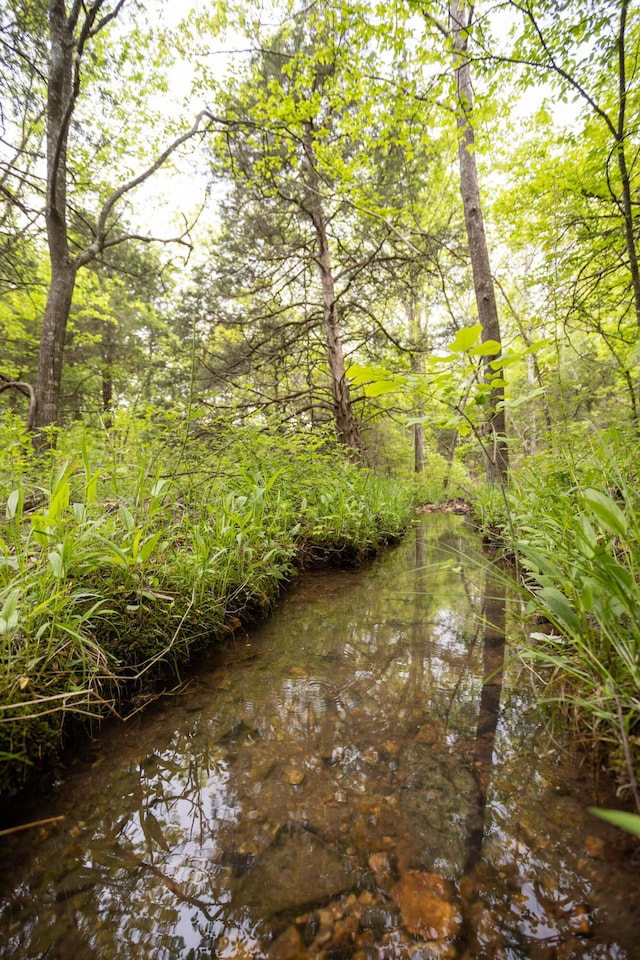 view of local wilderness