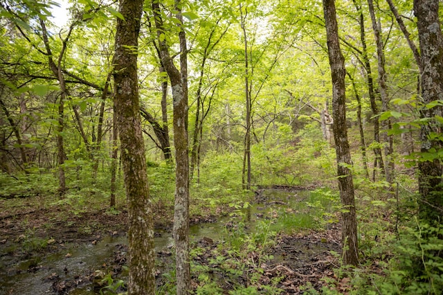 view of tree filled area