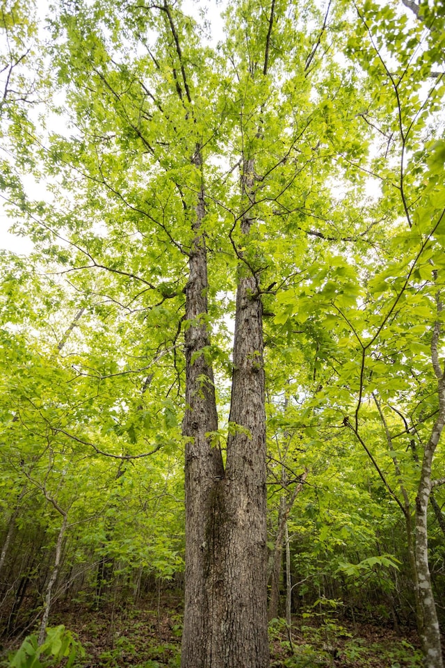 view of wooded area