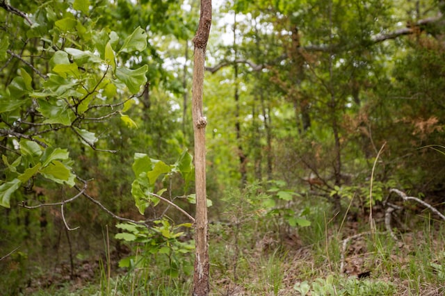 view of nature
