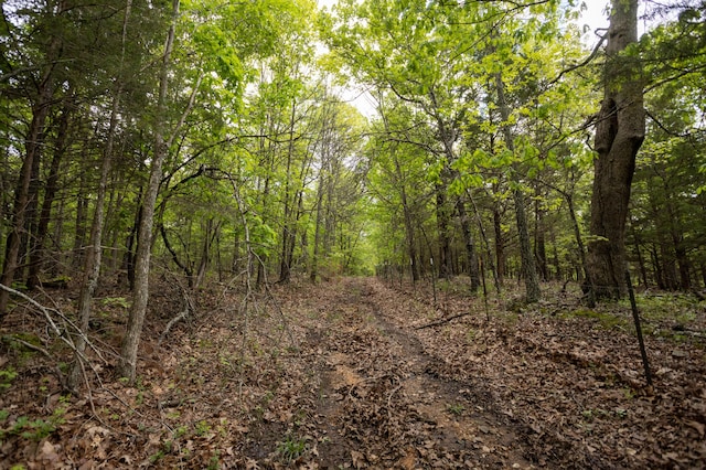 view of woods