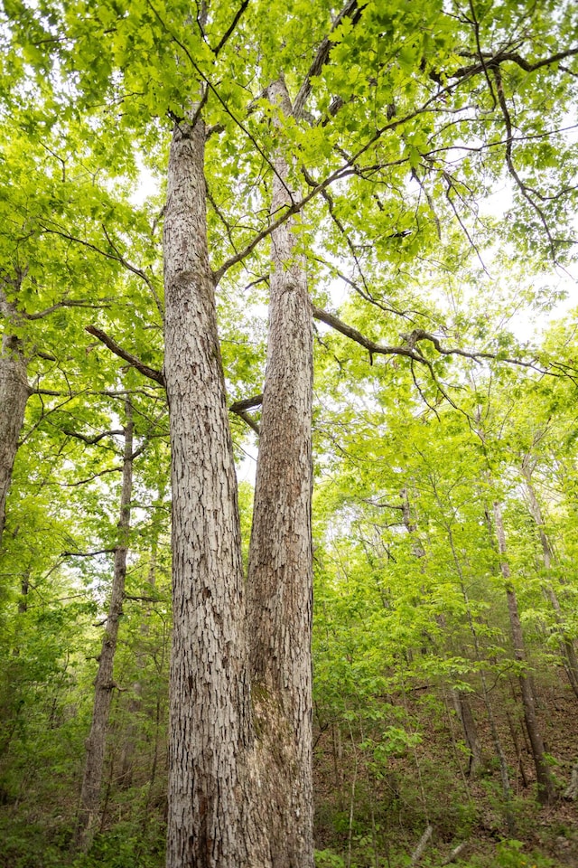 view of woods