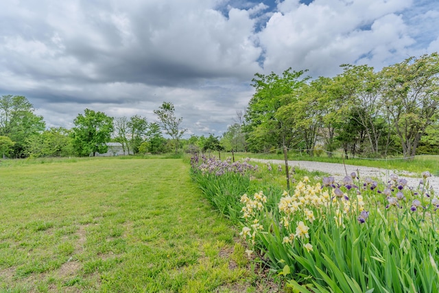 view of grassy yard