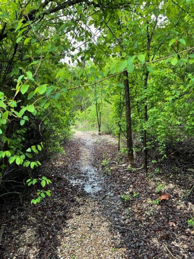 view of tree filled area