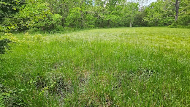 view of woods