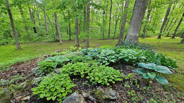 view of yard featuring a wooded view