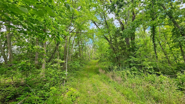 view of tree filled area