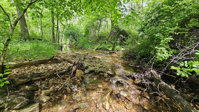 view of local wilderness