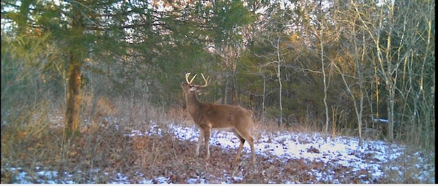 1065 Nicks Rd, Bradleyville, MO 65614 - view of wooded area